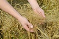Rye ears in man's hands Royalty Free Stock Photo