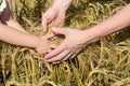 Rye ears in man's hands closeup Royalty Free Stock Photo