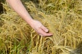 Rye ears in man's hands closeup Royalty Free Stock Photo