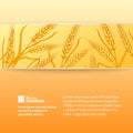 Rye ears on orange background. Royalty Free Stock Photo