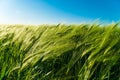 Rye ears on sky background. Rye field in sunny summer day. Backlit young rye ear