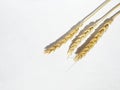 rye ears on a white background Royalty Free Stock Photo