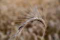 Rye with ergot in the field Royalty Free Stock Photo