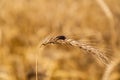 Rye with ergot in the field