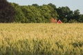 Rye field in the Achterhoek in Netherlands Royalty Free Stock Photo