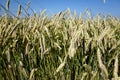 Rye field. Closeup of ears of corn in a danish ryefield