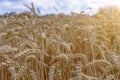 Rye field closeup and organic grain harvest Royalty Free Stock Photo