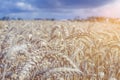 Rye field closeup and organic grain harvest Royalty Free Stock Photo