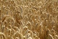 Rye field. Cultivated plant rye with beautiful gold spikelets