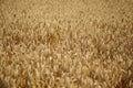 Rye field. Cultivated plant rye with beautiful gold spikelets