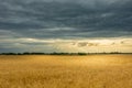 Rye field and dark clouds in the sky Royalty Free Stock Photo