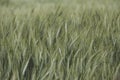 Rye field Royalty Free Stock Photo