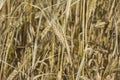 Rye field. Ears of golden rye close up. Beautiful Nature Sunset Landscape. Rural Scenery under Shining Sunlight. Background of rip Royalty Free Stock Photo