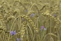 rye field with golden ears and blue cornflower, rye agriculture, harvest time, food landscape, farming. Copy space Royalty Free Stock Photo