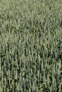 rye field with green immature plants