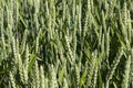 rye field with green immature plants