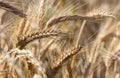 Rye field before harvest Royalty Free Stock Photo