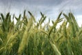 Rye field in late summer Royalty Free Stock Photo