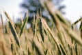 Rye field in Poland Royalty Free Stock Photo