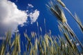 Rye field in Poland Royalty Free Stock Photo