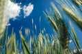 Rye field in Poland Royalty Free Stock Photo