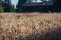 Field in Lodzkie Province of Poland Royalty Free Stock Photo