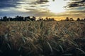 Rye field in Poland Royalty Free Stock Photo