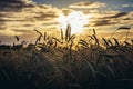 Rye field in Poland Royalty Free Stock Photo