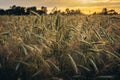 Rye field in Poland Royalty Free Stock Photo