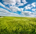 rye field with spikelets, top view,wide angle, with beautiful sky