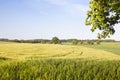 Tree And Fields In Spring, Germany