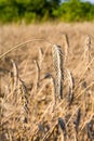 Rye on the field in summer Poland Royalty Free Stock Photo