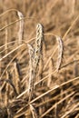 Rye on the field in summer Poland Royalty Free Stock Photo