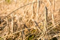 Rye on the field in summer Poland Royalty Free Stock Photo