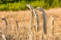 Rye on the field in summer Poland Royalty Free Stock Photo