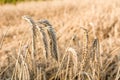 Rye on the field in summer Poland Royalty Free Stock Photo