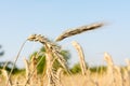 Rye on the field in summer Poland Royalty Free Stock Photo