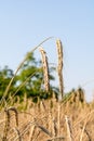 Rye on the field in summer Poland Royalty Free Stock Photo