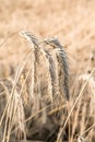 Rye on the field in summer Poland Royalty Free Stock Photo