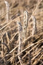 Rye on the field in summer Poland Royalty Free Stock Photo