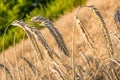 Rye on the field in summer Poland Royalty Free Stock Photo