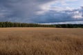 Rye field in sunset light Royalty Free Stock Photo