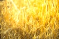 Agricultural background with ripe spikelets of rye. Royalty Free Stock Photo