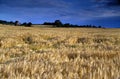 Rye field under a deep blue cloudy sky - visible grain