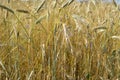 Rye field under the summer hot sun Royalty Free Stock Photo