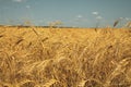 Rye field under the summer hot sun, ripe ears of rye Royalty Free Stock Photo