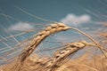 Rye field under the summer hot sun, ripe ears of rye Royalty Free Stock Photo