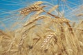 Rye field under the summer hot sun, ripe ears of rye Royalty Free Stock Photo