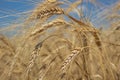 Rye field under the summer hot sun, ripe ears of rye Royalty Free Stock Photo