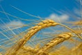 Rye field under the summer hot sun, ripe ears of rye Royalty Free Stock Photo